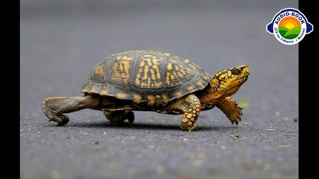 У. Караткевіч. Жабкі і чарапаха (казка) смотреть онлайн