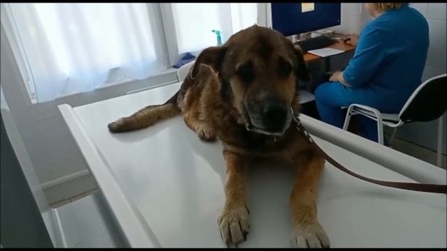 Фатальный диагноз / Fatal diagnosis смотреть онлайн
