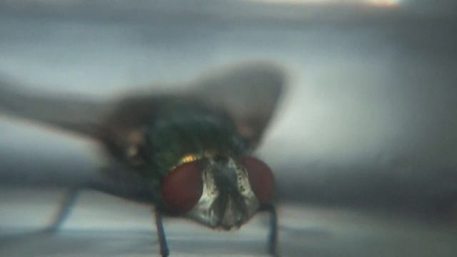 Sony HDR-XR550 and the Bee, fly, bug Micro test lolzzz смотреть онлайн