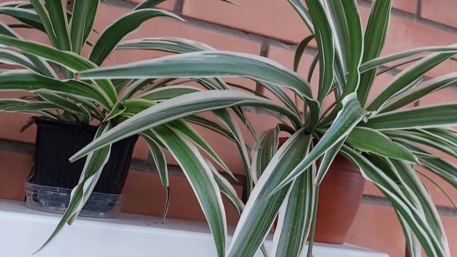 Сентябрь, результат пересадки хлорофитума смотреть онлайн