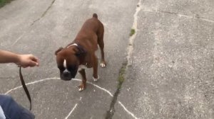 За сколько собака пробежит 100 метров / Немецкий Боксёр Тайсон