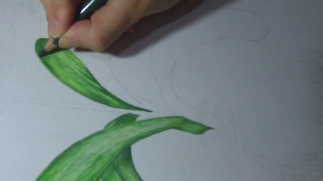 Ilustración botánica con lápices de colores | Agapanthus africanus 1 | Flor Hetze - Dibujo y Pintur смотреть онлайн