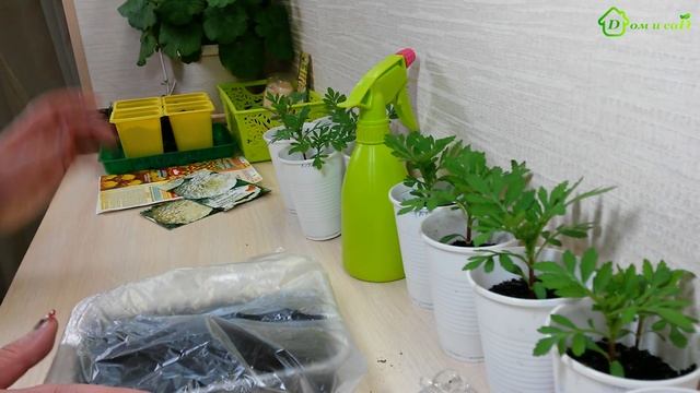 Выращивание рассады БАРХАТЦЕВ, бархотки из семян смотреть онлайн