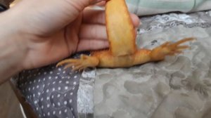 Определение пола Бородатой Агамы