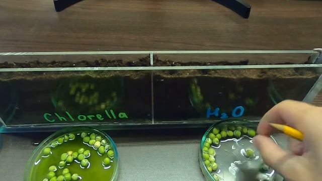 Применение хлореллы в растениеводстве смотреть онлайн