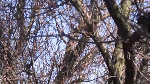 От яйца до птенца смотреть онлайн