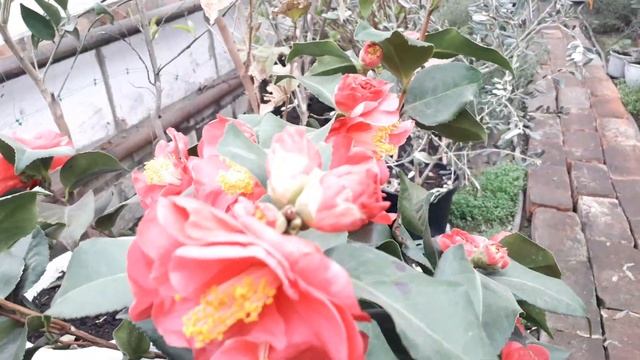 Камелия цветет )))