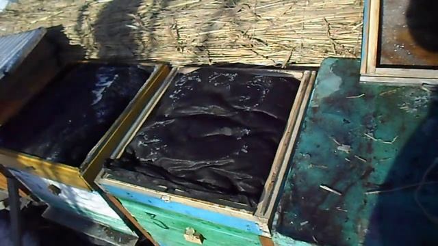 Зимовка пчелосемей на открытом воздухе. Осмотр в феврале.бш смотреть онлайн