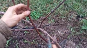 Обрезка винограда на рожки