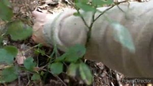 Грибы ? Грибы у дома в пару км _ пошла погулять ПРИШЛА С Грибами _ Встреча в лесу .