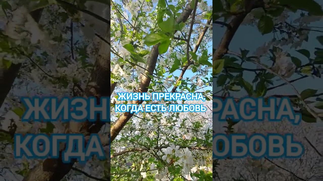 Любимая весна #love #рукитвоинежные #светланаклимовабабичева #shorts смотреть онлайн