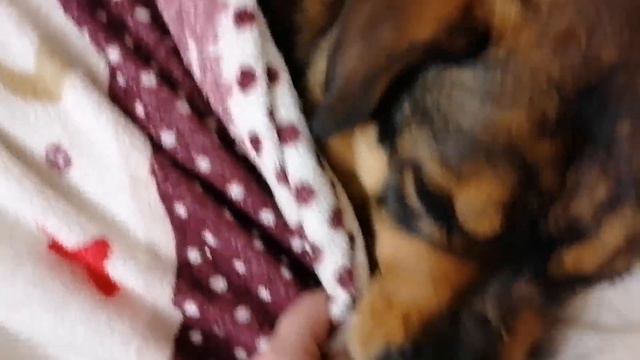 Любимая Клипса ложится спать❤️🐕🐾 смотреть онлайн