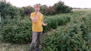 Пшехиба ранняя малина