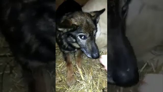 20 декабря Тарасик дался надеть ошейник смотреть онлайн