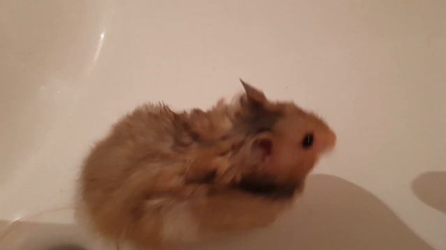 Рыжая крутит колесо в раковине смотреть онлайн