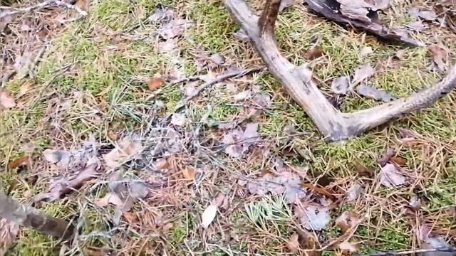 Рога оленя 2022, Zrzuty 2022, Zrzuty jeleni 2022, deer antlers 2022, Abwurfstangen 2022 смотреть онлайн