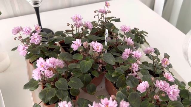 Фиалки-трейлеры. Моя жизнь смотреть онлайн