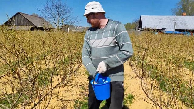 первая подкормка голубики 21.04.2023. смотреть онлайн