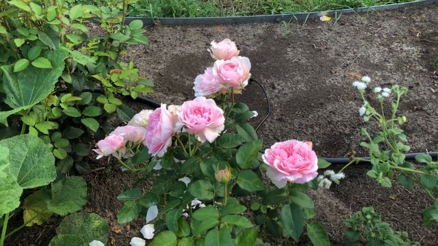 Роза Миранда смотреть онлайн