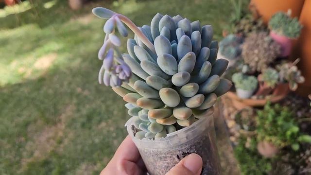 10 SUCULENTAS EM FORMATO DE COLÔNIA OU CLUSTERS QUE FICAM EXUBERANTES COM DICAS смотреть онлайн