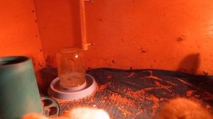 Конец инкубации Чем я пропаиваю Гусят/Гусятам сутки