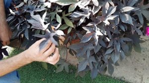 Ипомея БАТАТ как размножить Два ПРОСТЫХ СПОСОБА?как черенковать цветы