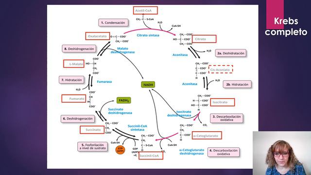 Metabolismo HdeC II Ciclo de Krebs смотреть онлайн