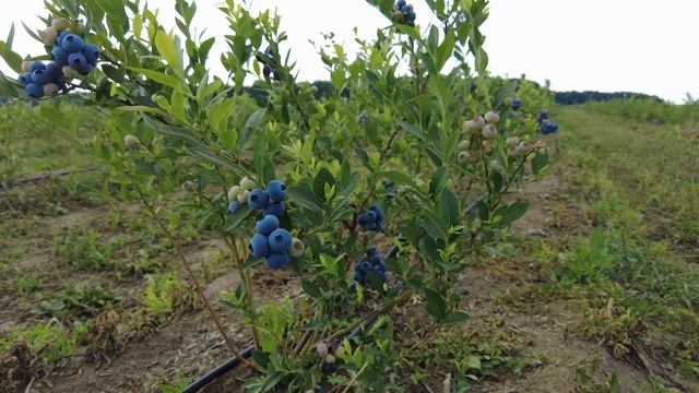 Обзор голубики сорта Река Подмосковье HD 1080p смотреть онлайн