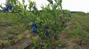 Обзор голубики сорта Река  Подмосковье    HD 1080p