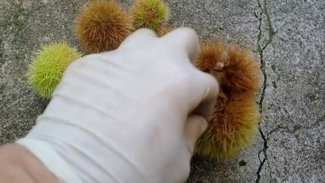 каштан съедобный впервые можно есть!!! смотреть онлайн