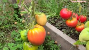 ТОМАТ НЕМЕЦКАЯ КЛУБНИКА. ОБЗОР КУСТА. СЕЗОН 2021.