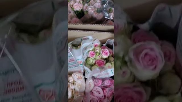 Свежесрезанные розы Россия [1]