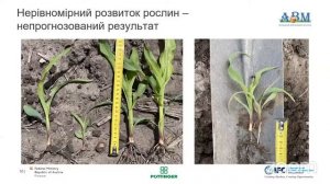Выращивание кукурузы (часть II)