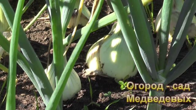 Помогаем луку созреть смотреть онлайн