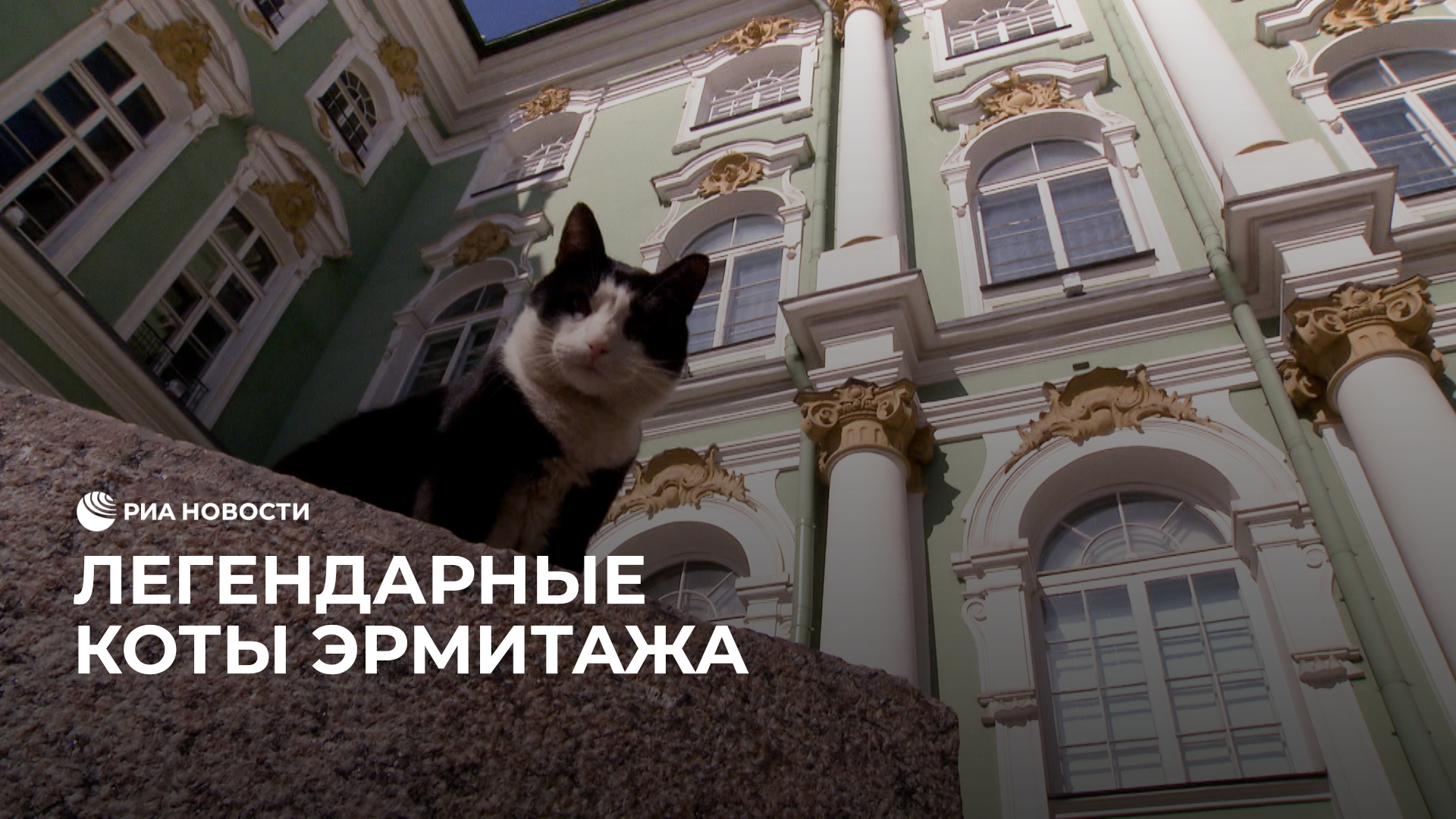 Легендарные коты Эрмитажа