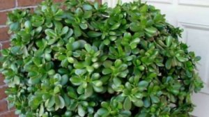 Формируем крону Денежного дерева! Обрезка и прищипка Красулы!