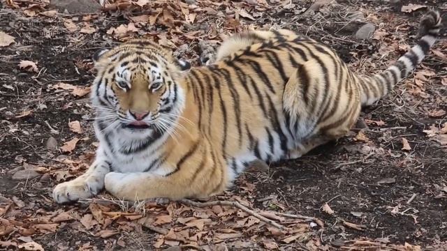 Амур, Тайга и Уссури - тигры Приморского Сафари-парка смотреть онлайн
