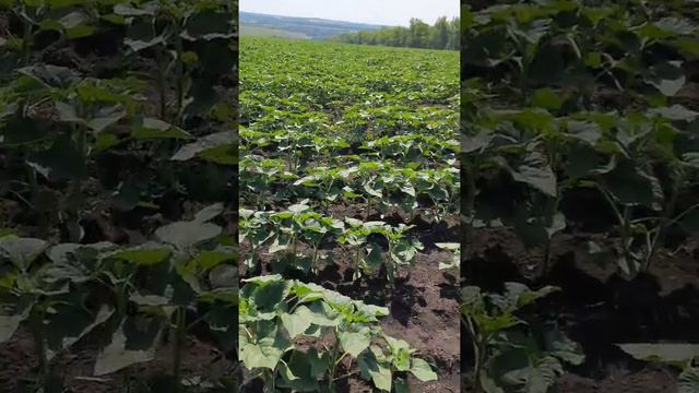 Подсолнечник 1месяц разницы при посеве это шок 😲😲 смотреть онлайн