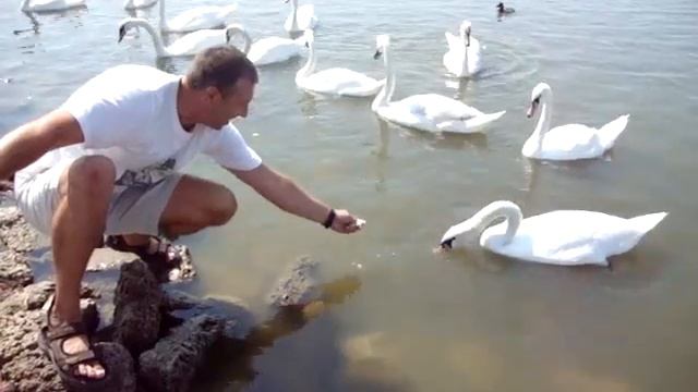 Покормим птицу счастья! Пусть повезет! (озеро на Евпаторийском шоссе, 2014 г.) смотреть онлайн