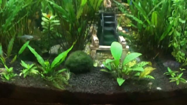 Black Mollies Care & Tips смотреть онлайн