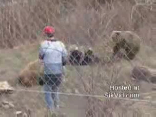 Медведи напали на людей смотреть онлайн