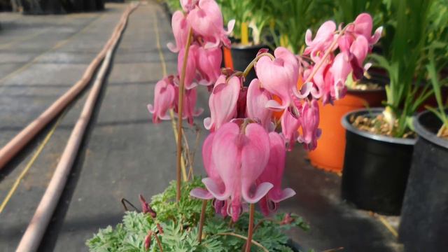 Gardening Unplugged: Shade Perennials 7-8-20 смотреть онлайн