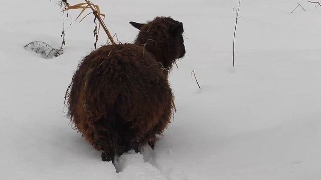 Овцы - зимняя прогулка \\ В деревню! смотреть онлайн