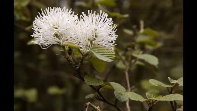 Fothergilla смотреть онлайн