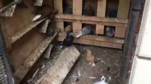 голуби мрамора шейки Армянские в Краснодаре 2ч.