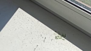 Какарики. Вся правда о попугаях в домашних условиях