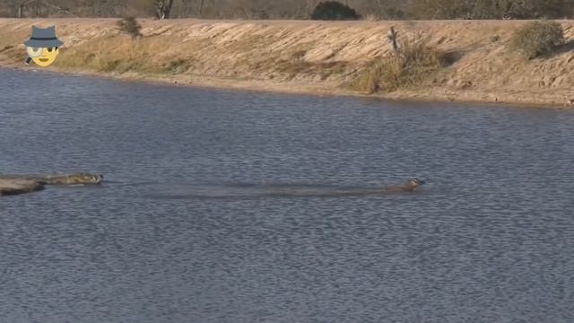 6 ATAQUES MAIS IMPRESSIONANTES DO MUNDO - Crocodilo смотреть онлайн