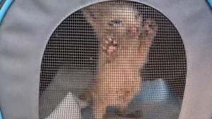 Девочки подобрали котенка, но его  домой забрать не разрешили