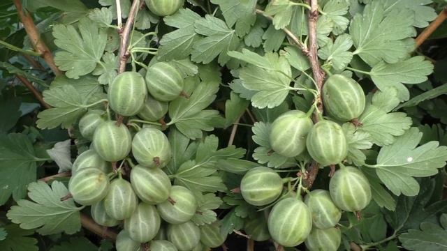 КОВЧЕГ крыжовник. смотреть онлайн