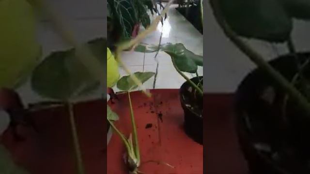 CARA MENCACAH PHILODENDRON GIGANTEUM VARIGATA смотреть онлайн
